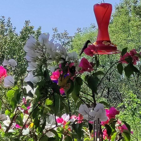 Charming Sunny Bedroom Overlooking Beautiful Amsterdam Avenue In Best Condesa Area เม็กซิโกซิตี้ ภายนอก รูปภาพ